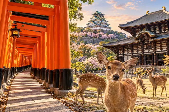 Ilustrasi Paket Tour Osaka Kyoto Nara Jepang 5 Hari