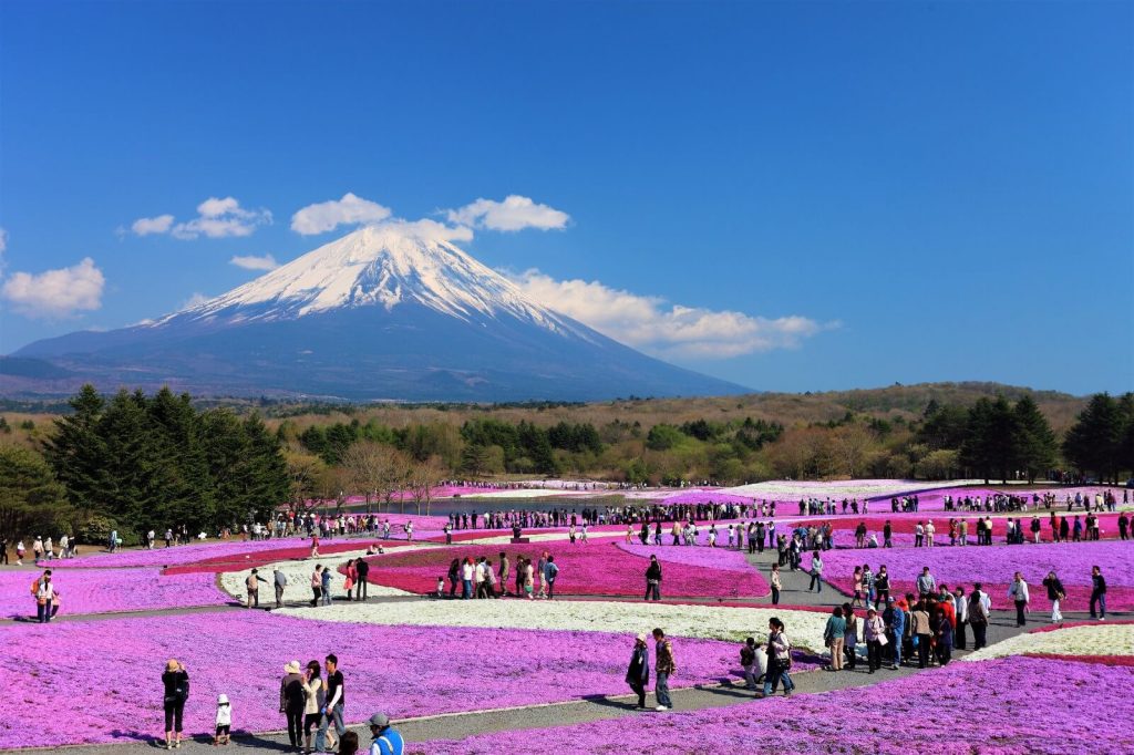 Shiba-sakura Festival - Muslim Tour ke Jepang 6 Hari 