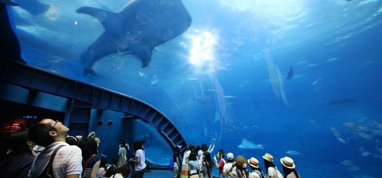 Paket Tour Jepang 7 Hari September 2024 Murah