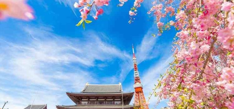 7D Sakura Amazing Sale Golden Route Japan + Shirakawago