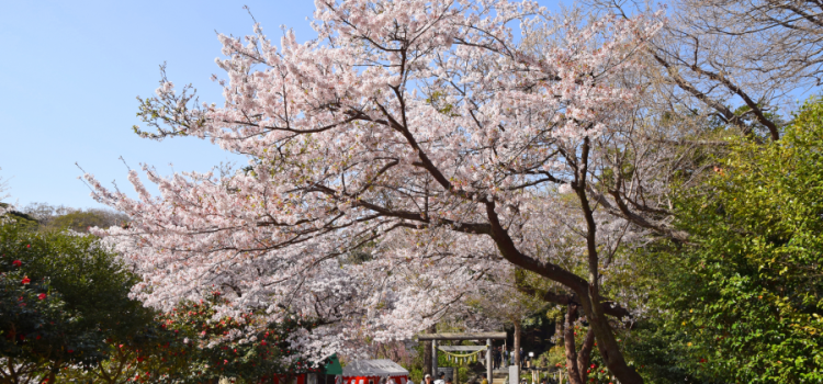 Adorable Lebaran Sakura Golden Route Japan